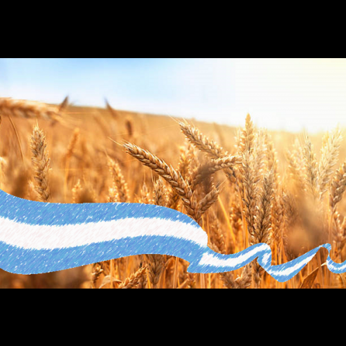 Importancia de la cadena triguera para la economía argentina | Bolsa de ...