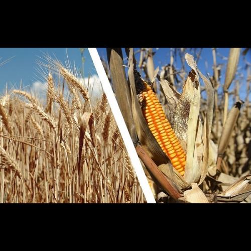 FAO advierte por la caída en la producción de trigo y maíz en el mundo ...